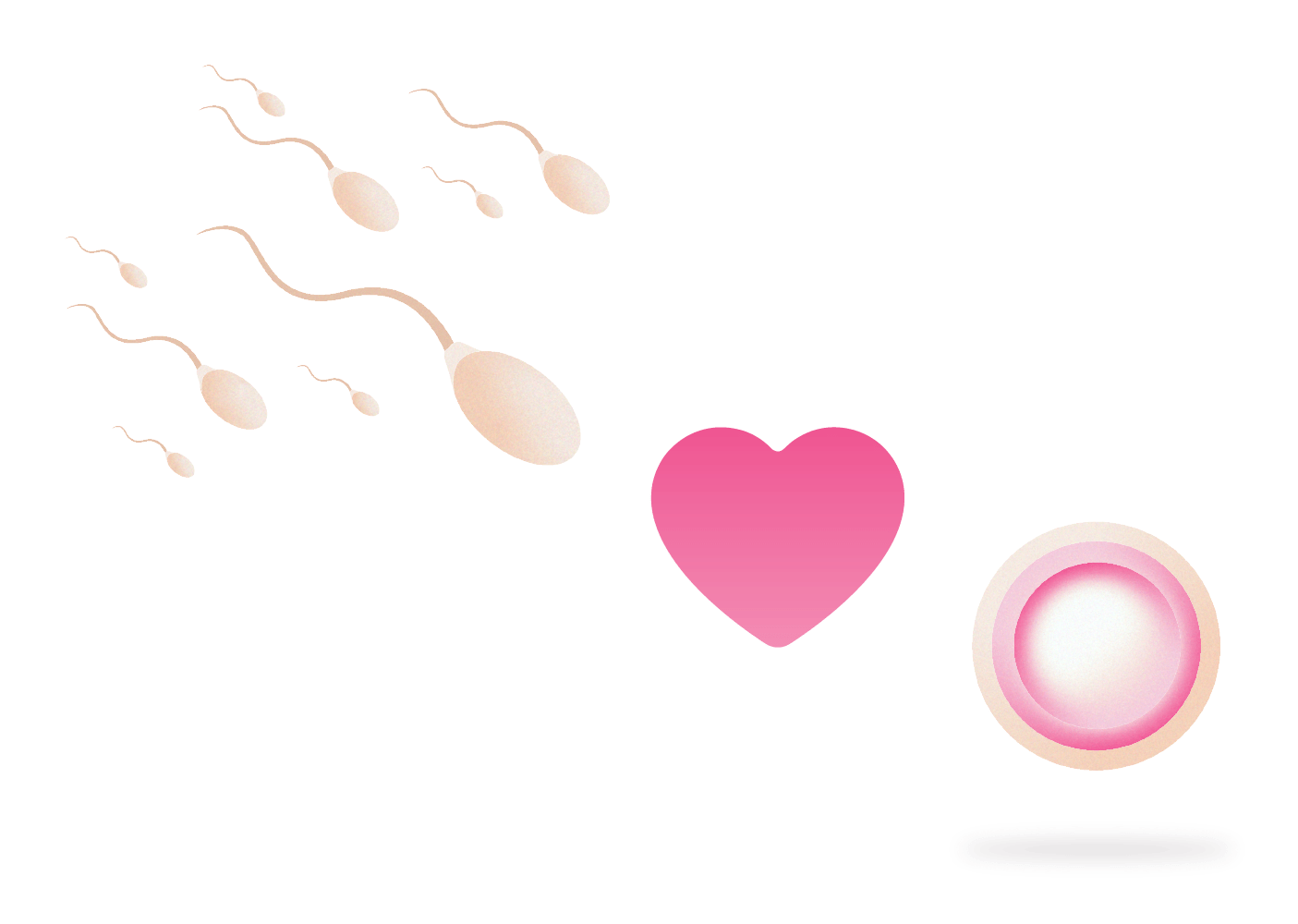 هفته دوم بارداری